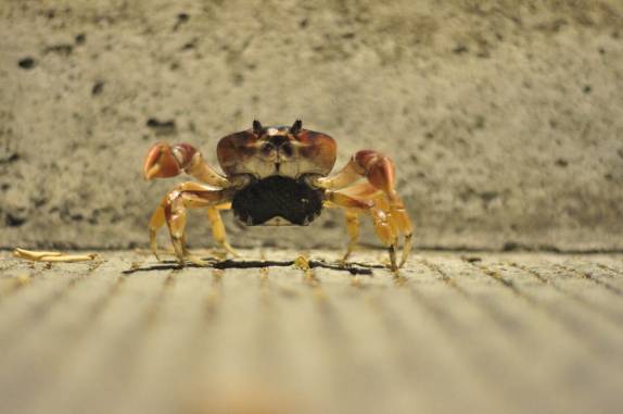 Caranguejo Vermelho, muito comum nesta época do ano em Providencia, ilha colombiana no Caribe